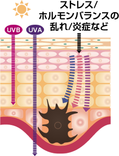 シミの生成過程