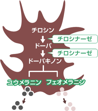 シミの生成過程