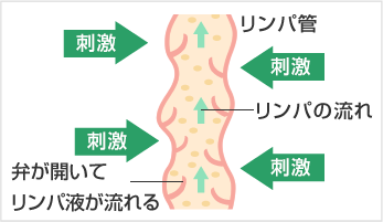 リンパの役割