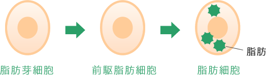 脂肪細胞の成熟