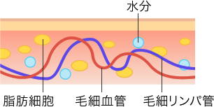 脂肪からセルライトへ