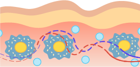 脂肪からセルライトへ