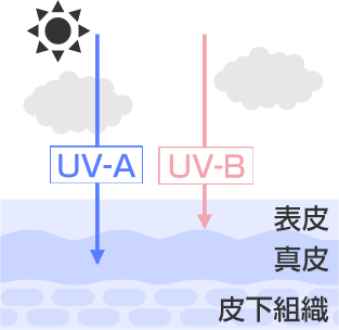 UV-A（紫外線A波）とUV-B（紫外線B波）
