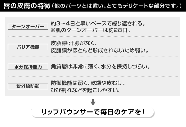 唇の皮膚の特徴