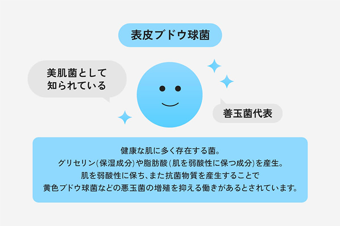 表皮ブドウ球菌｜美肌菌として知られている・善玉菌代表