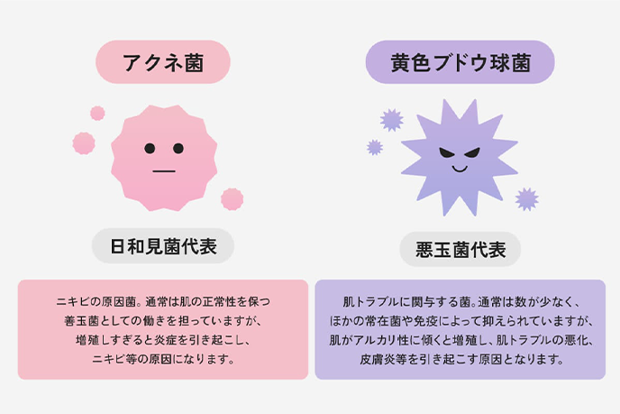アクネ菌（日和見菌代表）と黄色ブドウ球菌（悪玉菌代表）