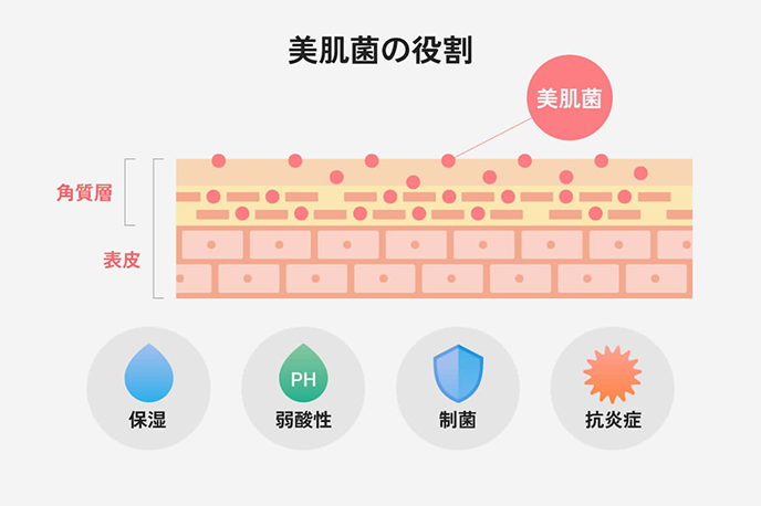 美肌菌の役割｜保湿・弱酸性・制菌・抗炎症