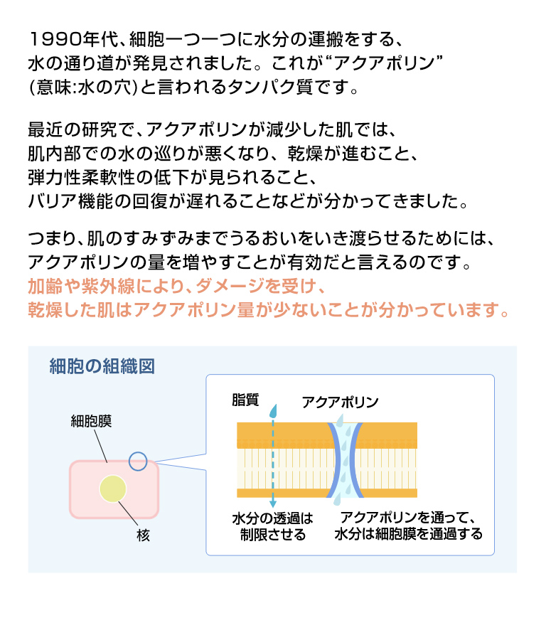 アクアポリン