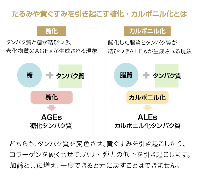 たるみや黄ぐすみを引き起こす糖化・カルボニル化とは　糖化：タンパク質と糖が結びつき、老化物質のAGEsが生成される現象　カルボニル化：酸化した脂質とタンパク質が結びつきALEsが生成される現象　どちらも、タンパク質を変色させ、黄ぐすみを引き起こしたり、コラーゲンを硬くさせて、ハリ・弾力の低下を引き起こします。加齢と共に増え、一度できると元に戻すことはできません。