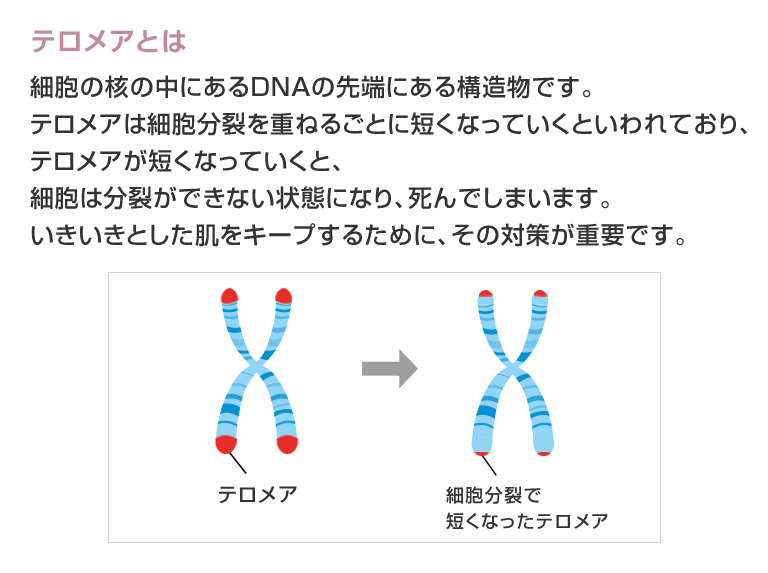 テロメアとは