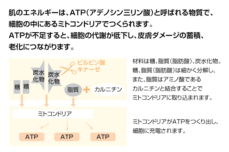 肌のエネルギーとは