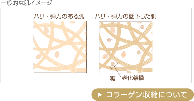 豊潤なハリに満ちた、輝く素肌へ