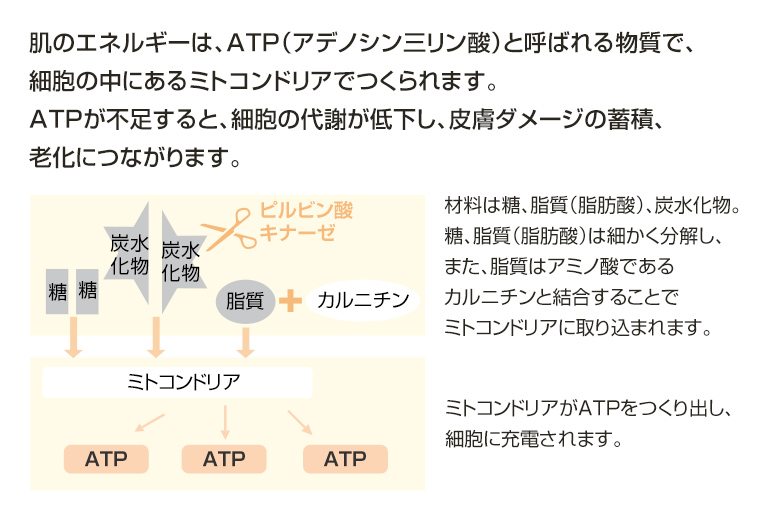 肌のエネルギーとは